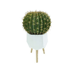 Golden Ball Cactus - 45cm + Giverny Pot - 25cm dia - White ​P-CA101-NT + P-PT140-WH
