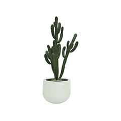 Cereus Cactus - 168cm + Plymouth Pot - 40cm dia - White P-CA106-NT + P-PT123-WH