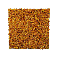 Flower Wall - Orange P-DP101-OR